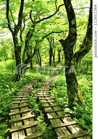 Mt. Tanzawa in the Tanzawa Mountains, Tennoji Ridge, a wooden path passing through a beech forest 111651364