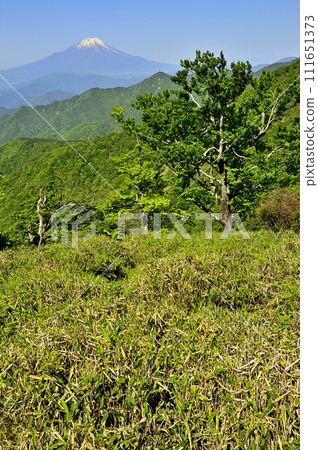 從丹澤山脈的丹澤山頂看青山中的富士山 從丹澤山脈的丹澤山頂看青山中的富士山 111651373