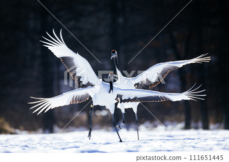 Crane 111651445