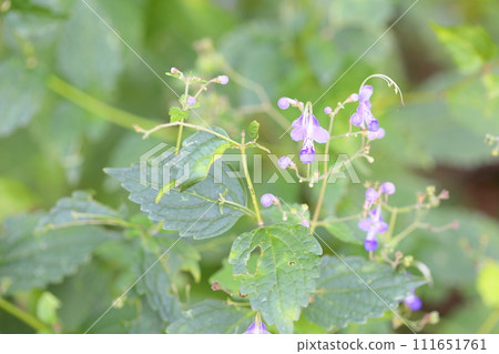 Caliphone花 Caliphone花 111651761