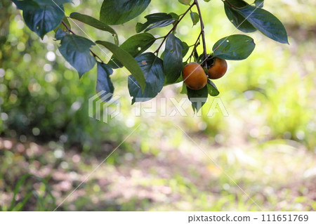 Oyster seeds Oyster seeds 111651769