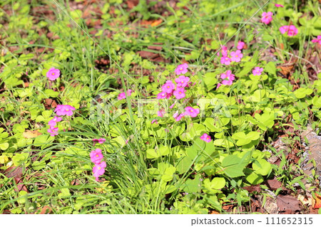 Flower of flower 111652315