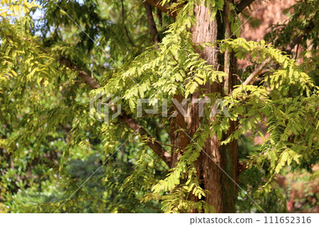 彩色水杉葉 彩色水杉葉 111652316