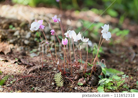 仙客來鮮花 仙客來鮮花 111652318