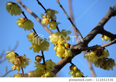 Lobai flower 111652336