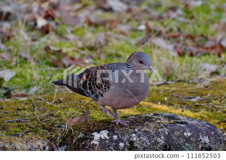 雌雄同體野生鳥類 Streptopelia streptopelia 111652503
