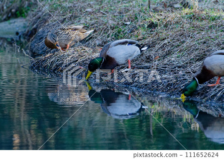一群野鴨（鴨科的冬季鳥類）在水邊覓食。 111652624