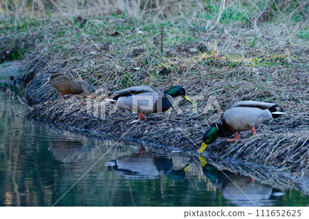 一群野鴨（鴨科的冬季鳥類）在水邊覓食。 111652625