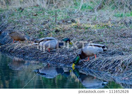 一群野鴨（鴨科的冬季鳥類）在水邊覓食。 111652626
