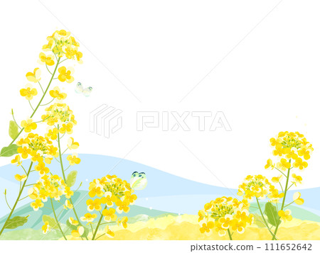 Frame illustration of rape blossoms and blue sky 111652642