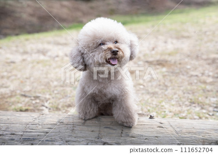 Sweet Potato, a toy poodle, smiles with his paws resting on a log in the park Sweet Potato, a toy poodle, smiles with his paws resting on a log in the park 111652704