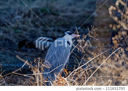 A heron standing by the waterside A heron standing by the waterside 111652705