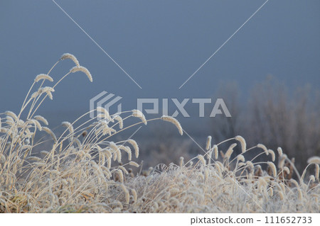 冰凍的狐尾草在藍天的襯托下閃閃發光 111652733
