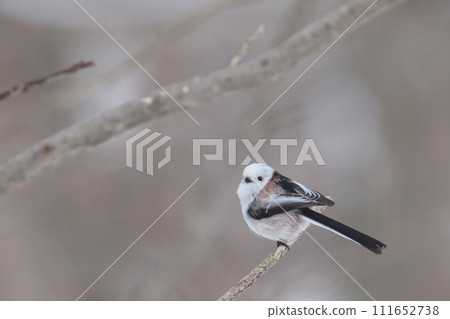 長尾長尾棲息在樹枝上 111652738