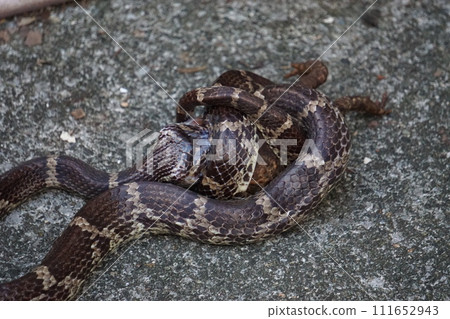 蛇的捕食 111652943