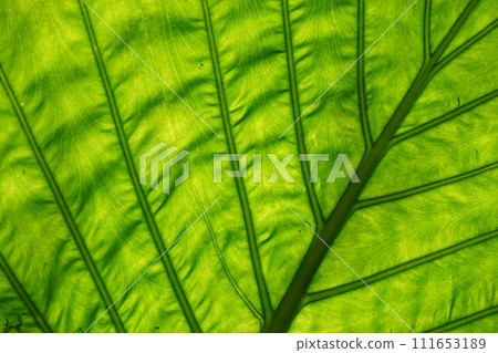 Vein vein of quadrigozoa Vein vein of quadrigozoa 111653189