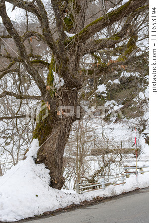 等待春天的巨大橡樹，天然紀念物，秋田縣仙北市 111653194