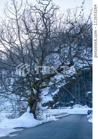 Winter morning, giant oak tree waiting for spring, natural monument, Semboku City, Akita Prefecture 111653264