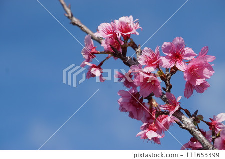 冰川櫻的開花 冰川櫻的開花 111653399