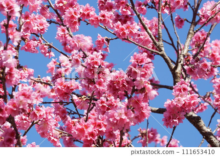 Flowering cherry blossoms on Ishigaki Island Flowering cherry blossoms on Ishigaki Island 111653410
