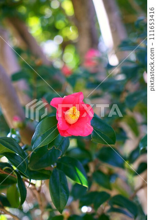 6336 秋山茶花 6336 秋山茶花 111653416