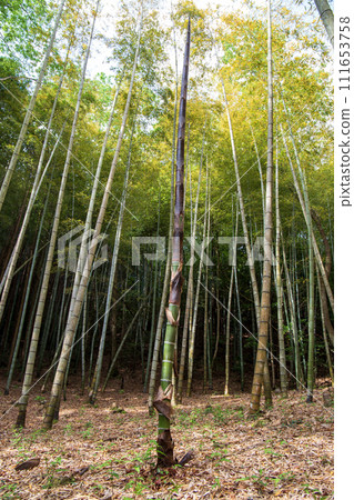 與竹林的風景 與竹林的風景 111653758