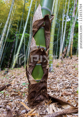 A cat stretching in the bamboo forest A cat stretching in the bamboo forest 111653764