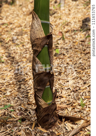 Bamboo shoots are growing 111653765