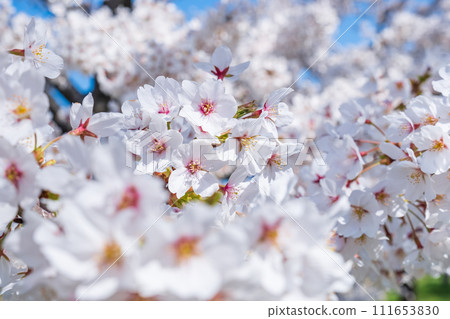 櫻花盛開 111653830