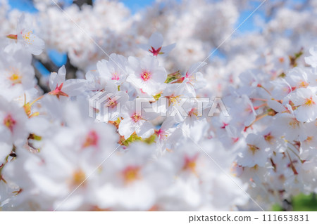 盛開的櫻花（柔焦） 111653831