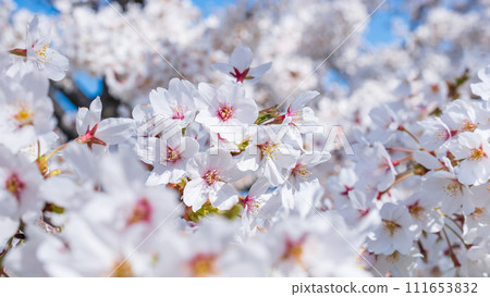 櫻花盛開 111653832