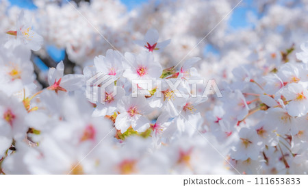 盛開的櫻花（柔焦） 111653833