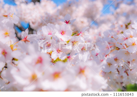 盛開的櫻花（柔焦） 111653843