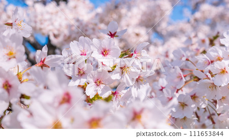 櫻花盛開 111653844