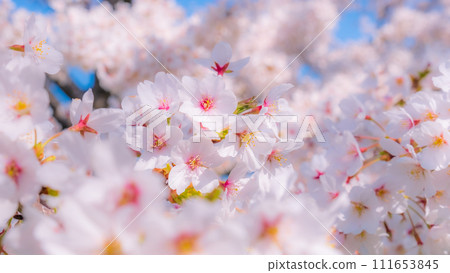 盛開的櫻花（柔焦） 111653845