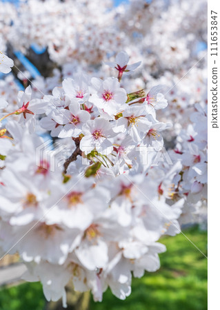 櫻花盛開 111653847