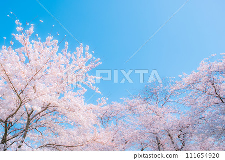 Cherry blossoms in full bloom and blue sky (soft focus) Cherry blossoms in full bloom and blue sky (soft focus) 111654920