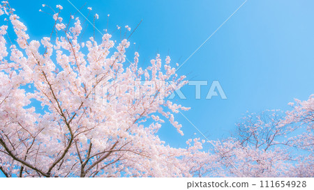 Cherry blossoms in full bloom and blue sky (soft focus) 111654928