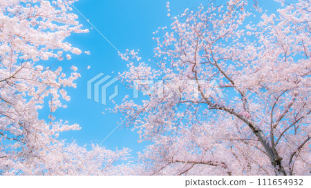 Cherry blossoms in full bloom and blue sky (soft focus) 111654932