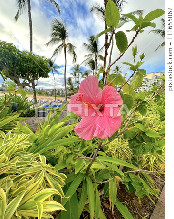 夏威夷的芙蓉 夏威夷的芙蓉 111655062