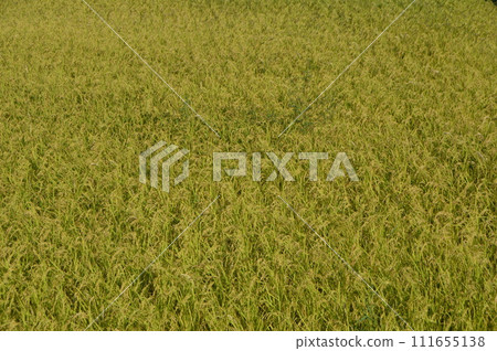 金稻米種子（佐渡島/新潟縣） 111655138