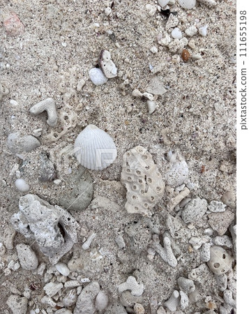 Different seashells on sandy beach. Thailand Different seashells on sandy beach. Thailand 111655198