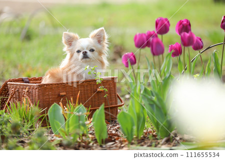 Chihuahua and colorful tulips in a basket Chihuahua and colorful tulips in a basket 111655534
