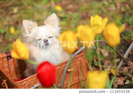 Chihuahua and colorful tulips in a basket Chihuahua and colorful tulips in a basket 111655536
