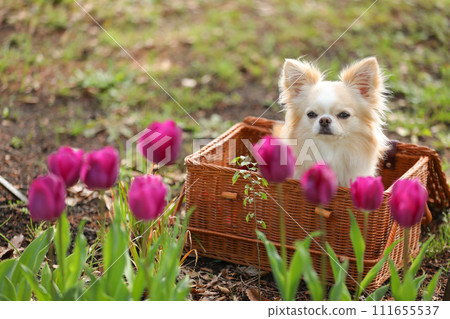 Chihuahua and colorful tulips in a basket Chihuahua and colorful tulips in a basket 111655537