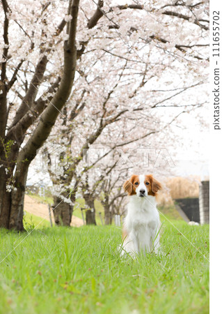 Koikeruhondier, a medium-sized dog, enjoys viewing the cherry blossoms in full bloom (Somei Yoshino) Koikeruhondier, a medium-sized dog, enjoys viewing the cherry blossoms in full bloom (Somei Yoshino) 111655702