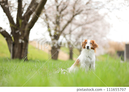 Koikeruhondier，一隻中型狗，喜歡觀賞盛開的櫻花（染井吉野） 111655707