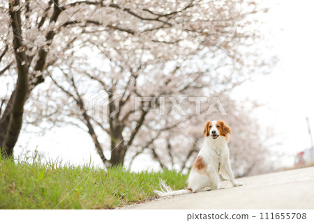 Koikeruhondier, a medium-sized dog, enjoys viewing the cherry blossoms in full bloom (Somei Yoshino) Koikeruhondier, a medium-sized dog, enjoys viewing the cherry blossoms in full bloom (Somei Yoshino) 111655708