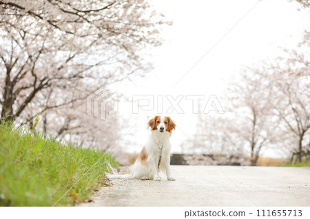 Koikeruhondier, a medium-sized dog, enjoys viewing the cherry blossoms in full bloom (Somei Yoshino) 111655713