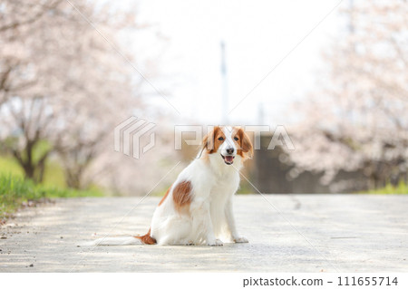 Koikeruhondier，一隻中型狗，喜歡觀賞盛開的櫻花（染井吉野） 111655714